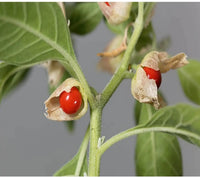 Green Ashwagandha Flower seeds for Planting - Wildflower Mix, Heirloom & GMO Free Seeds for Home Garden