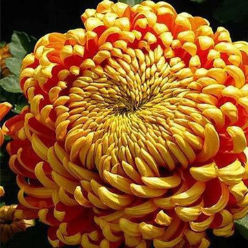 Yellow Red Chrysanthemum Flower Seeds for Planting