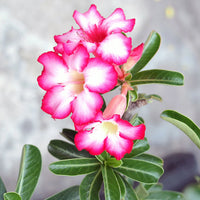 Pink White Adenium Obesum Seeds Flower seeds for Planting Garden Favorite Heirloom & GMO Free Seeds for Home Garden