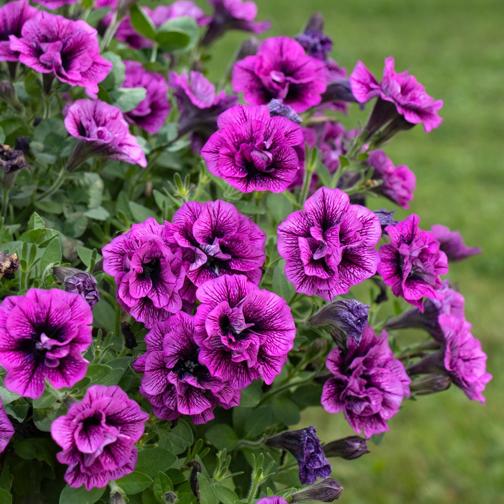 Multi-Flowered Double-Petal Petunia Seeds  Light Violet for Planting