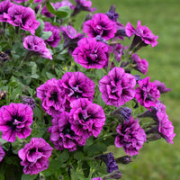 Multi-Flowered Double-Petal Petunia Seeds  Light Violet for Planting