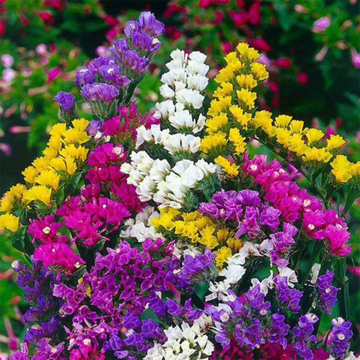 Mixed Colors Lavender Flower seeds for Planting - Seasonal Bloomer, Heirloom & GMO Free Seeds for Home Garden