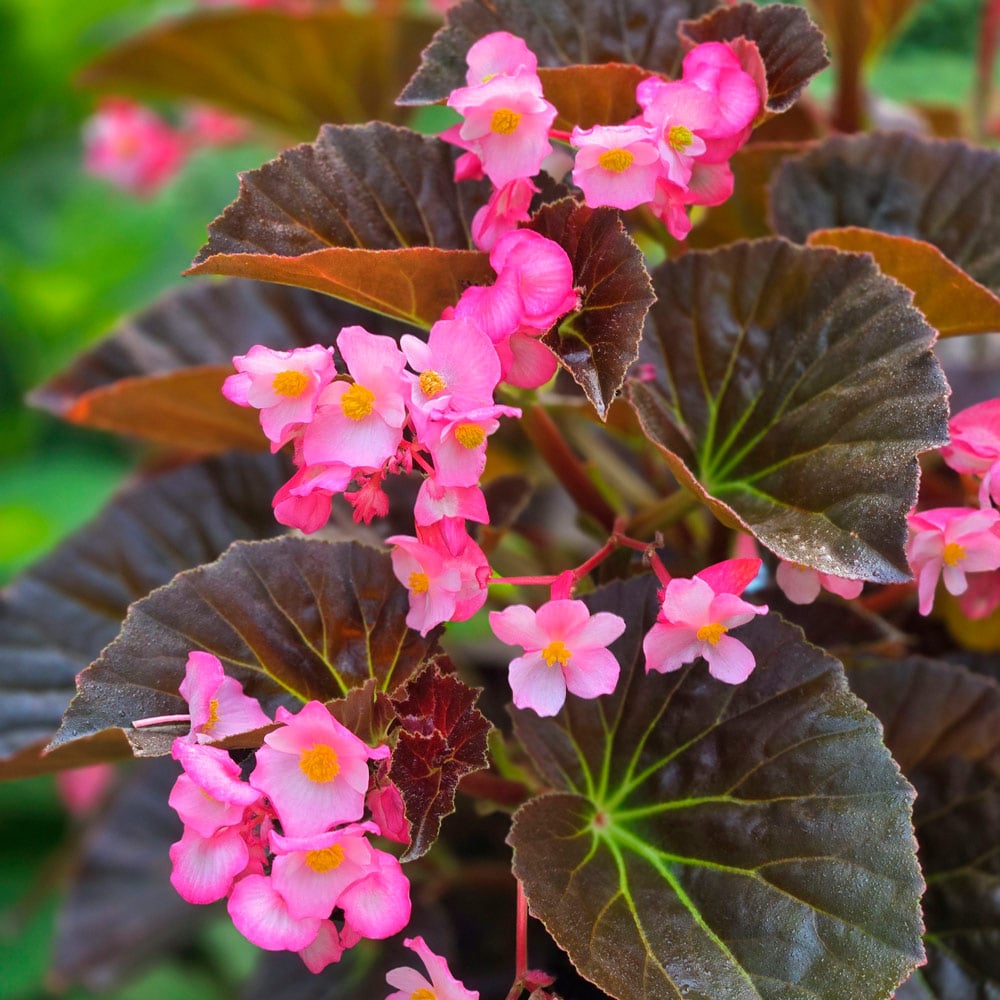 Begonia Flower seeds for Planting Cottage Garden Essential Heirloom & GMO Free Seeds for Home Garden