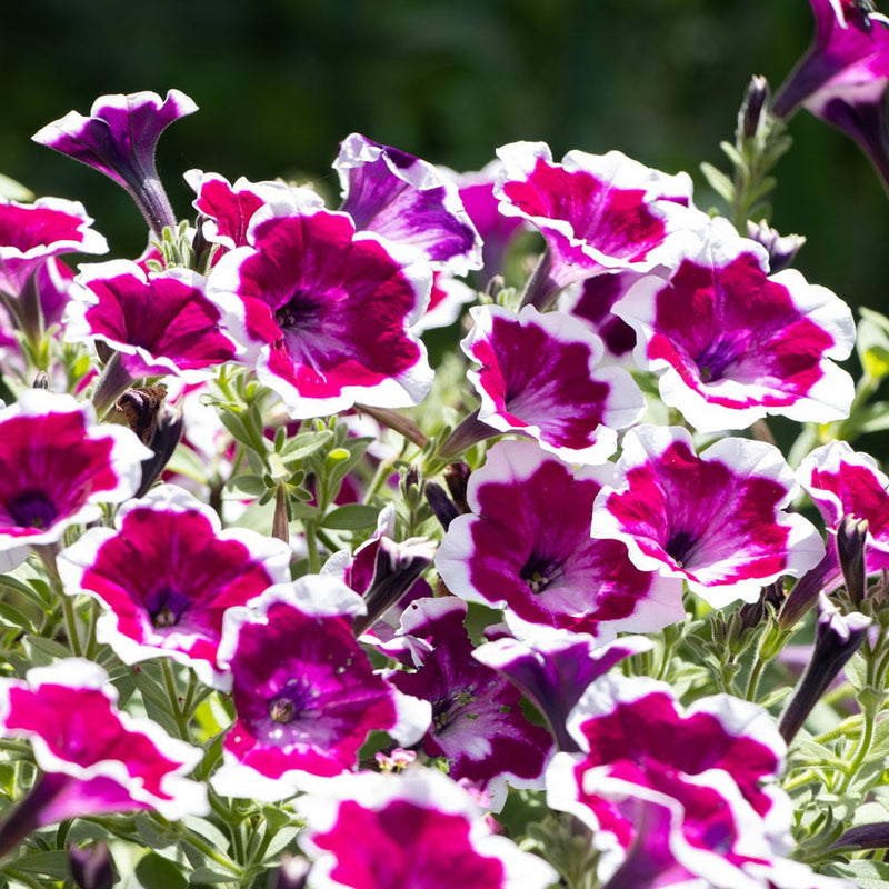Red Picotee Petunia Dreams Seeds for Planting Balcony Planters Flower Beds