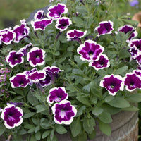 Red Picotee Petunia Dreams Seeds for Planting Balcony Planters Flower Beds