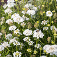Heirloom Scabiosa Flower seeds for Planting Bright Blooms Heirloom & GMO Free Seeds for Home Garden