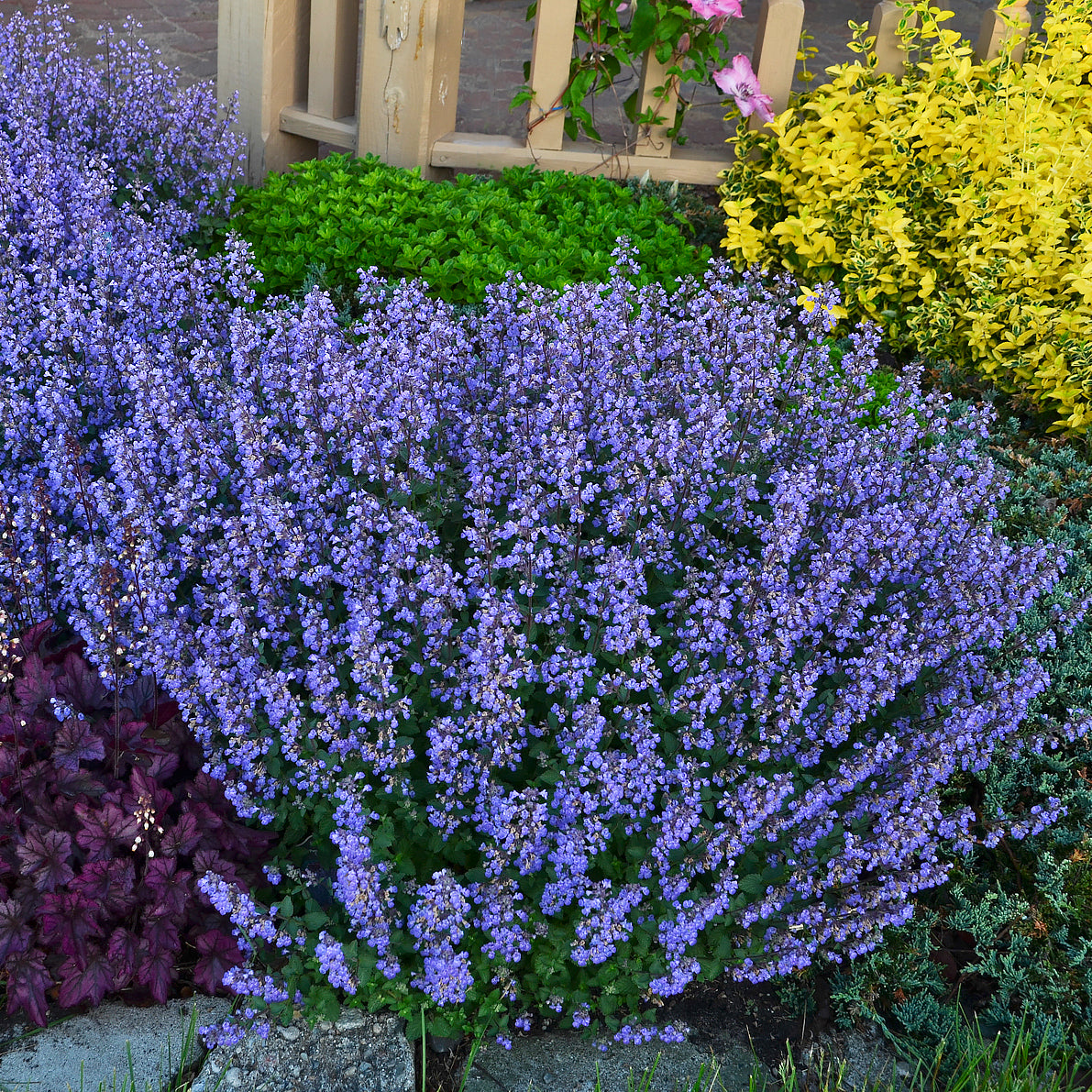 Blue Catmint Flower Seeds for Planting – Heirloom, Non-GMO, High Germination Organic Garden Seeds