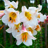 Lilium Regale Flower seeds for Planting - Sun Loving, Heirloom & GMO Free Seeds for Home Garden