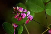 Lespedeza Bicolor Flower seeds for Planting Long Bloom Season Heirloom & GMO Free Seeds for Home Garden