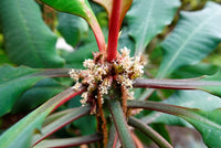 Euphorbia Leuconeura Flower seeds for Planting Wildflower Mix Heirloom & GMO Free Seeds for Home Garden 
 
 Sale