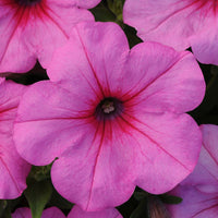 Baby Pink Petunia Hybrida Flower seeds for Planting - Garden Favorite, Heirloom & GMO Free Seeds for Home Garden