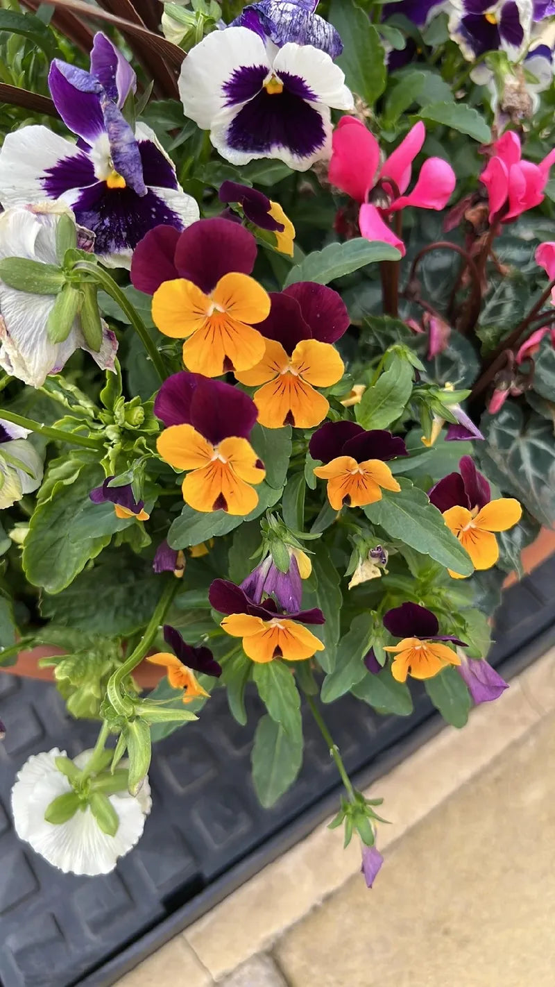 Pansy Viola Flower seeds for Planting Garden Favorite Heirloom & GMO Free Seeds for Home Garden