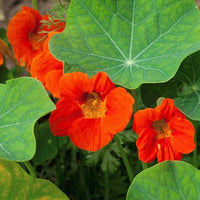 Kapuzinerkresse Flower seeds for Planting Long Bloom Season Heirloom & GMO Free Seeds for Home Garden