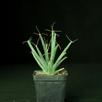 Green Leuchtenbergia Flower seeds for Planting - Long Bloom Season, Heirloom & GMO Free Seeds for Home Garden
 
 Sale seeds for home garden