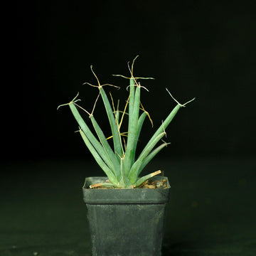 Green Leuchtenbergia Flower seeds for Planting - Long Bloom Season, Heirloom & GMO Free Seeds for Home Garden
 
 Sale seeds for home garden