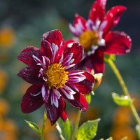 Night Butterfly Dahlia Flower seeds for Planting - Shade Tolerant, Heirloom & GMO Free Seeds for Home Garden