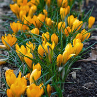 Yellow Crocus Flower seeds for Planting - Wildflower Mix, Heirloom & GMO Free Seeds for Home Garden
