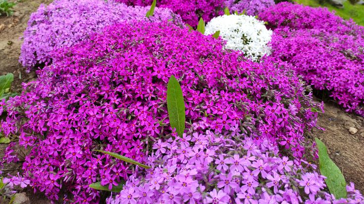 Mix Creeping Thyme Flower seeds for Planting - Sun Loving, Heirloom & GMO Free Seeds for Home Garden