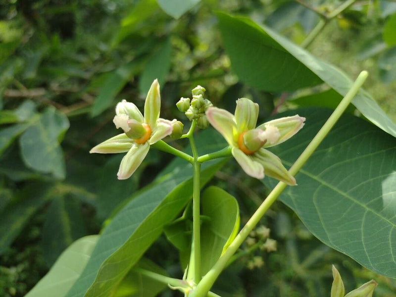 Yellow Hevea Brasiliensis Flower Seeds for Planting