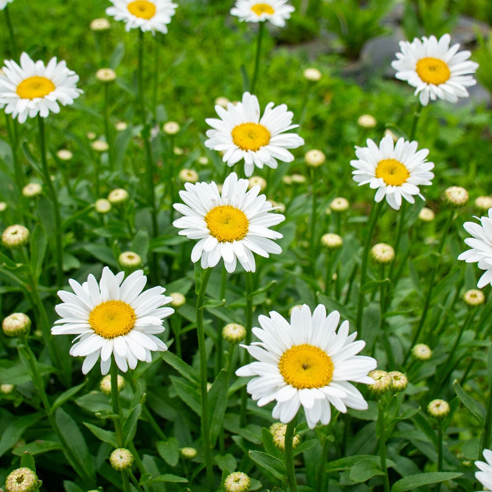White Leucanthem Flower seeds for Planting - Seasonal Bloomer, Heirloom & GMO Free Seeds for Home Garden