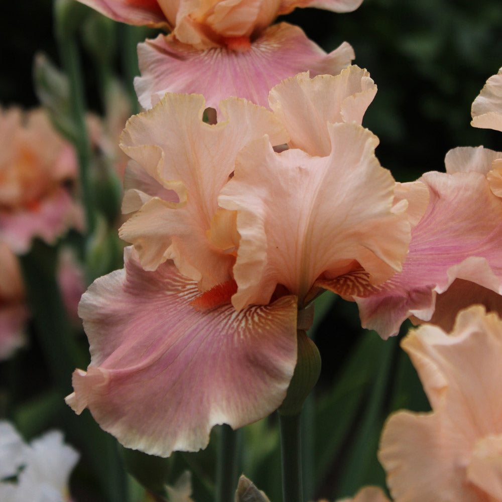 Pink White Germanica Flower seeds for Planting - Bright Blooms, Heirloom & GMO Free Seeds for Home Garden