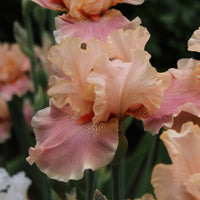 Pink White Germanica Flower seeds for Planting - Bright Blooms, Heirloom & GMO Free Seeds for Home Garden