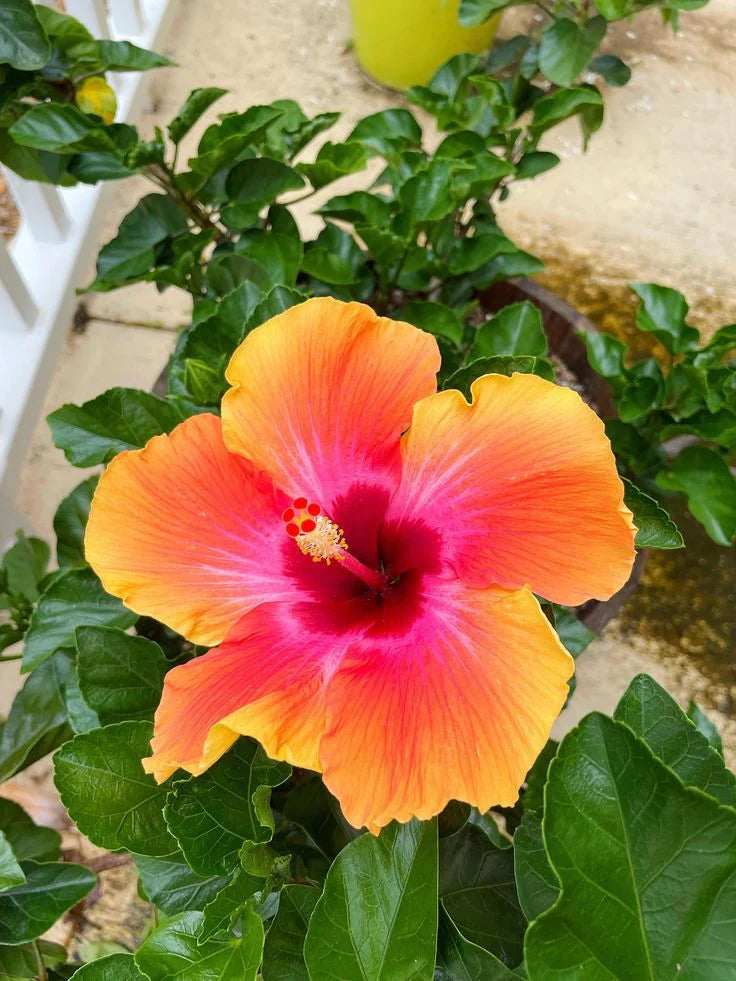 Orange Pink Hibiscus Flower seeds for Planting Hardy Variety Heirloom & GMO Free Seeds for Home Garden 
 
 Sale