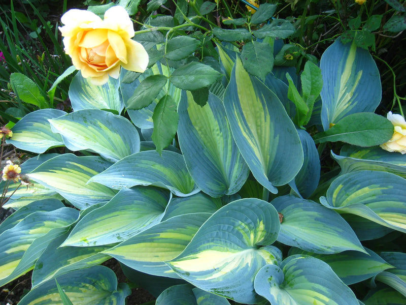 Sea Green Hosta Flower seeds for Planting - Compact Growth, Heirloom & GMO Free Seeds for Home Garden