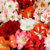 Mixed Amaryllis Bulbs Flower seeds for Planting - Bright Blooms, Heirloom & GMO Free Seeds for Home Garden