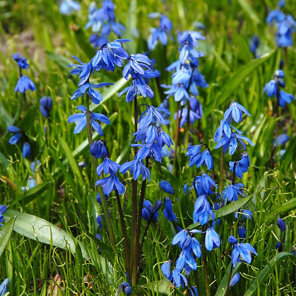 Scilla Siberica Flower seeds for Planting - Colorful Display, Heirloom & GMO Free Seeds for Home Garden