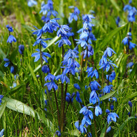 Scilla Siberica Flower seeds for Planting - Colorful Display, Heirloom & GMO Free Seeds for Home Garden