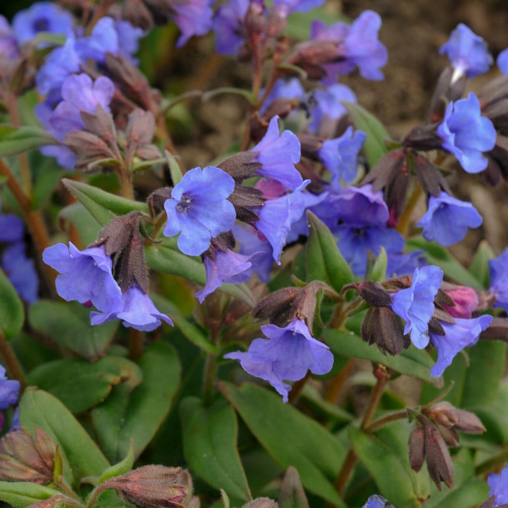 Blue Pulmonaria Lungwort Seeds for Planting