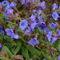 Blue Pulmonaria Lungwort Seeds for Planting