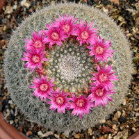 Mixed Mammillaria Flower seeds for Planting Colorful Display Heirloom & GMO Free Seeds for Home Garden
 
 Sale