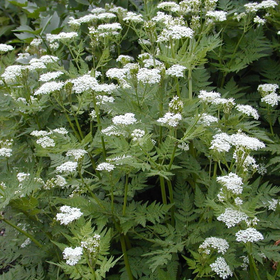 Myrrhis Flower seeds for Planting - Drought Tolerant, Heirloom & GMO Free Seeds for Home Garden