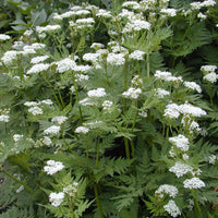 Myrrhis Flower seeds for Planting - Drought Tolerant, Heirloom & GMO Free Seeds for Home Garden