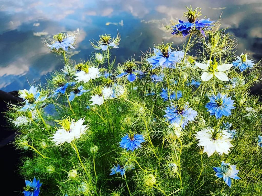 Nigella Persian Flower seeds for Planting - Wildflower Mix, Heirloom & GMO Free Seeds for Home Garden