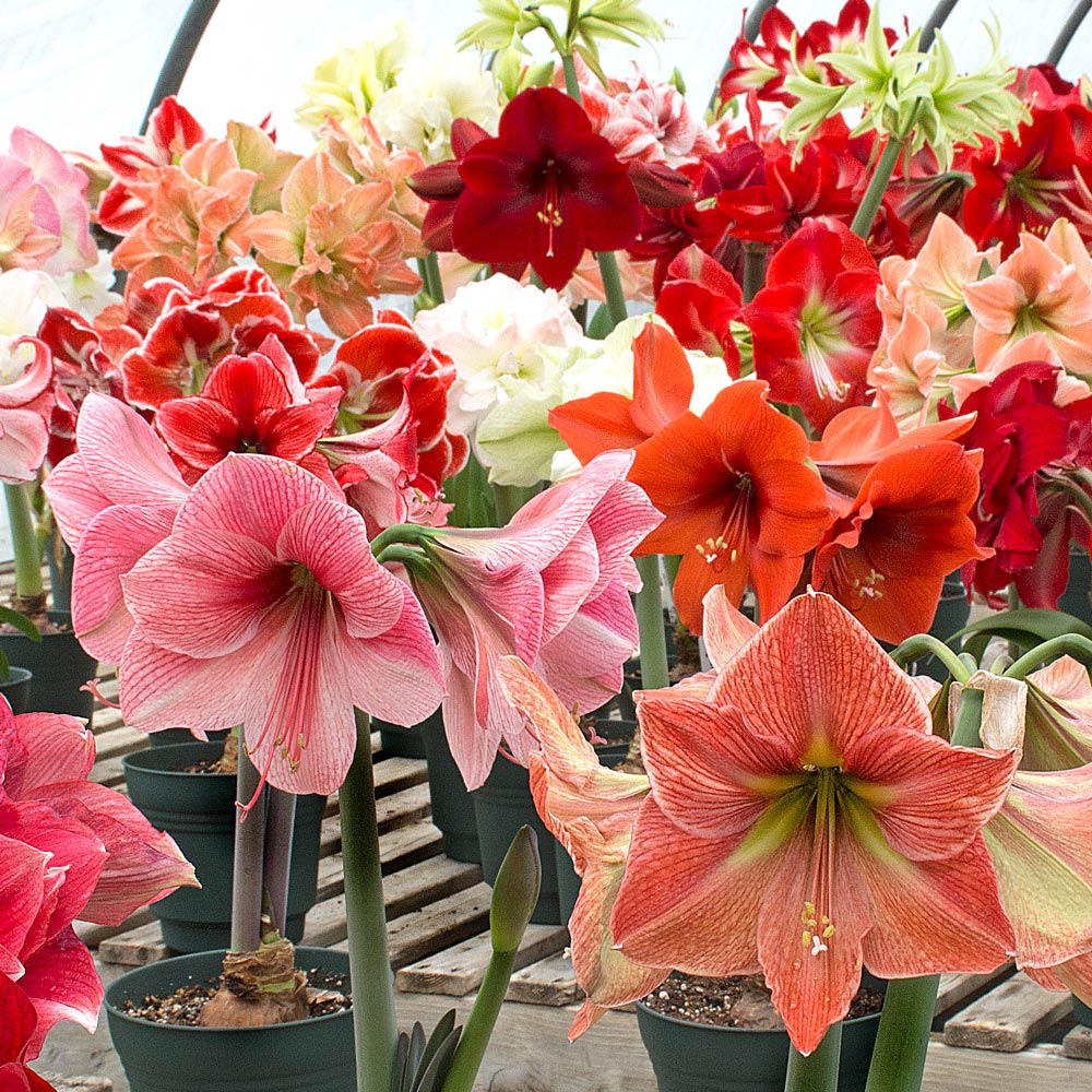 Heirloom Amaryllis Flower seeds for Planting Pollinator Friendly Heirloom & GMO Free Seeds for Home Garden