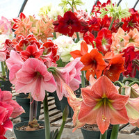 Heirloom Amaryllis Flower seeds for Planting Pollinator Friendly Heirloom & GMO Free Seeds for Home Garden