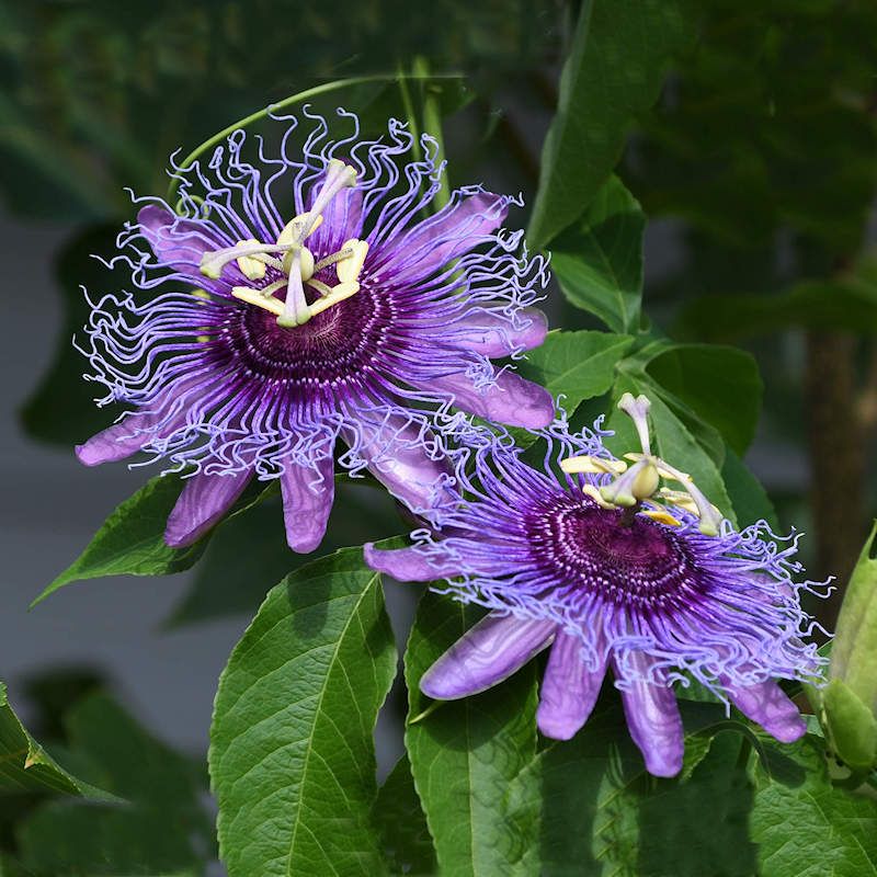 Purple Passion Flower seeds for Planting - Compact Growth, Heirloom & GMO Free Seeds for Home Garden