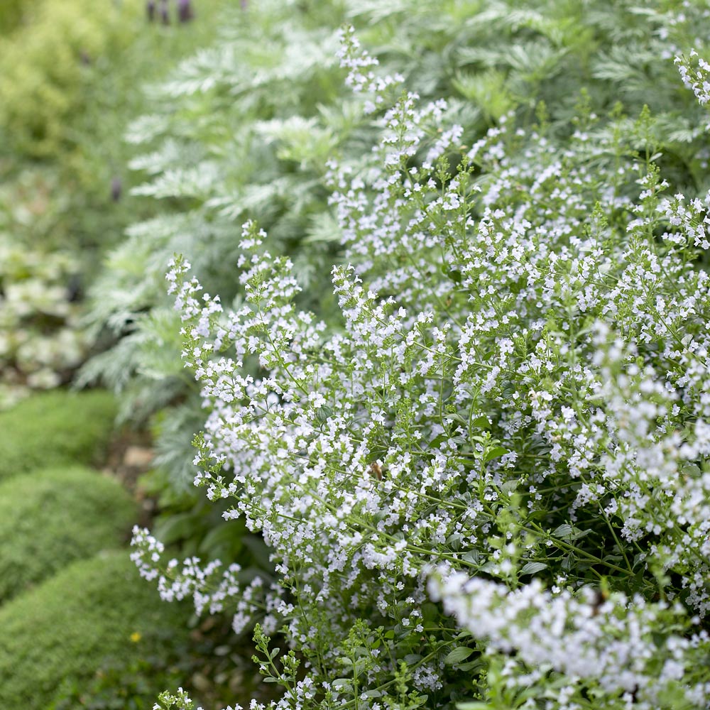 Calamintha Flower seeds for Planting Cottage Garden Essential Heirloom & GMO Free Seeds for Home Garden 
 
 Sale