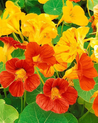 Nasturtium Flower seeds for Planting Sun Loving Heirloom & GMO Free Seeds for Home Garden