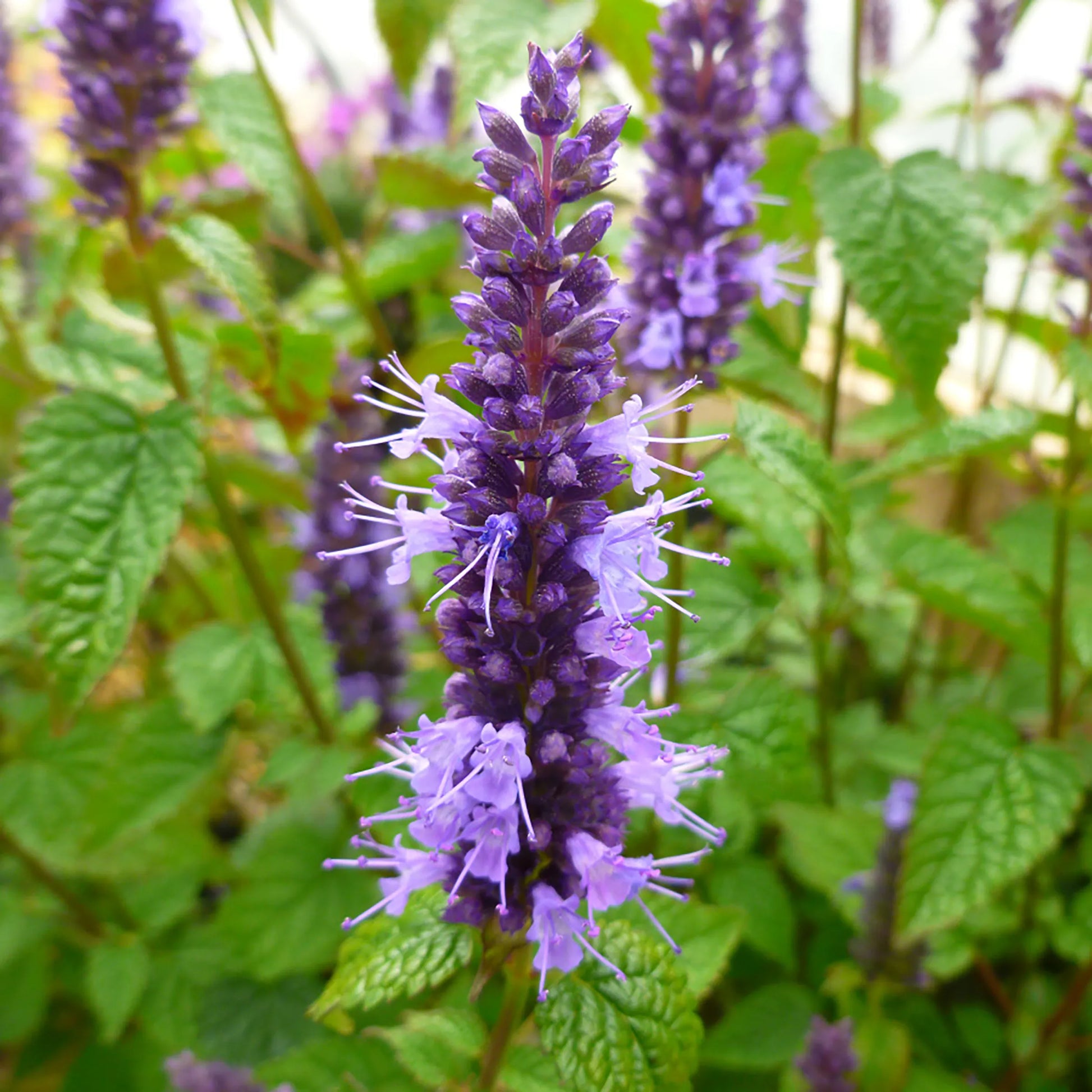 Purple Mint Flower seeds for Planting - Hardy Variety, Heirloom & GMO Free Seeds for Home Garden