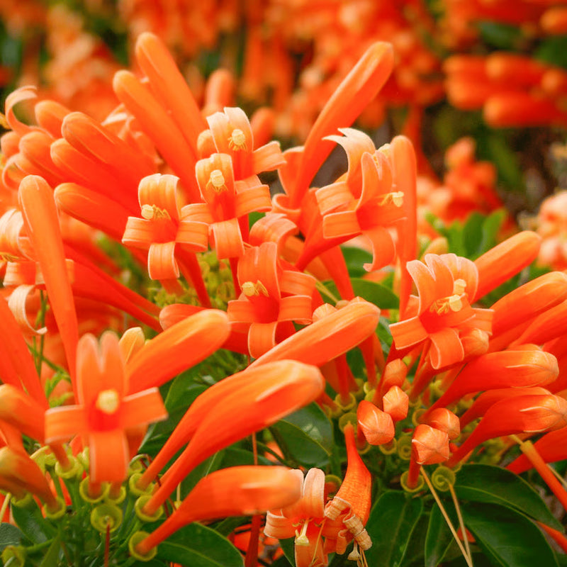 Light Orange Pyrostegia Venusta Flower seeds for Planting Perfect for Borders Heirloom & GMO Free Seeds for Home Garden