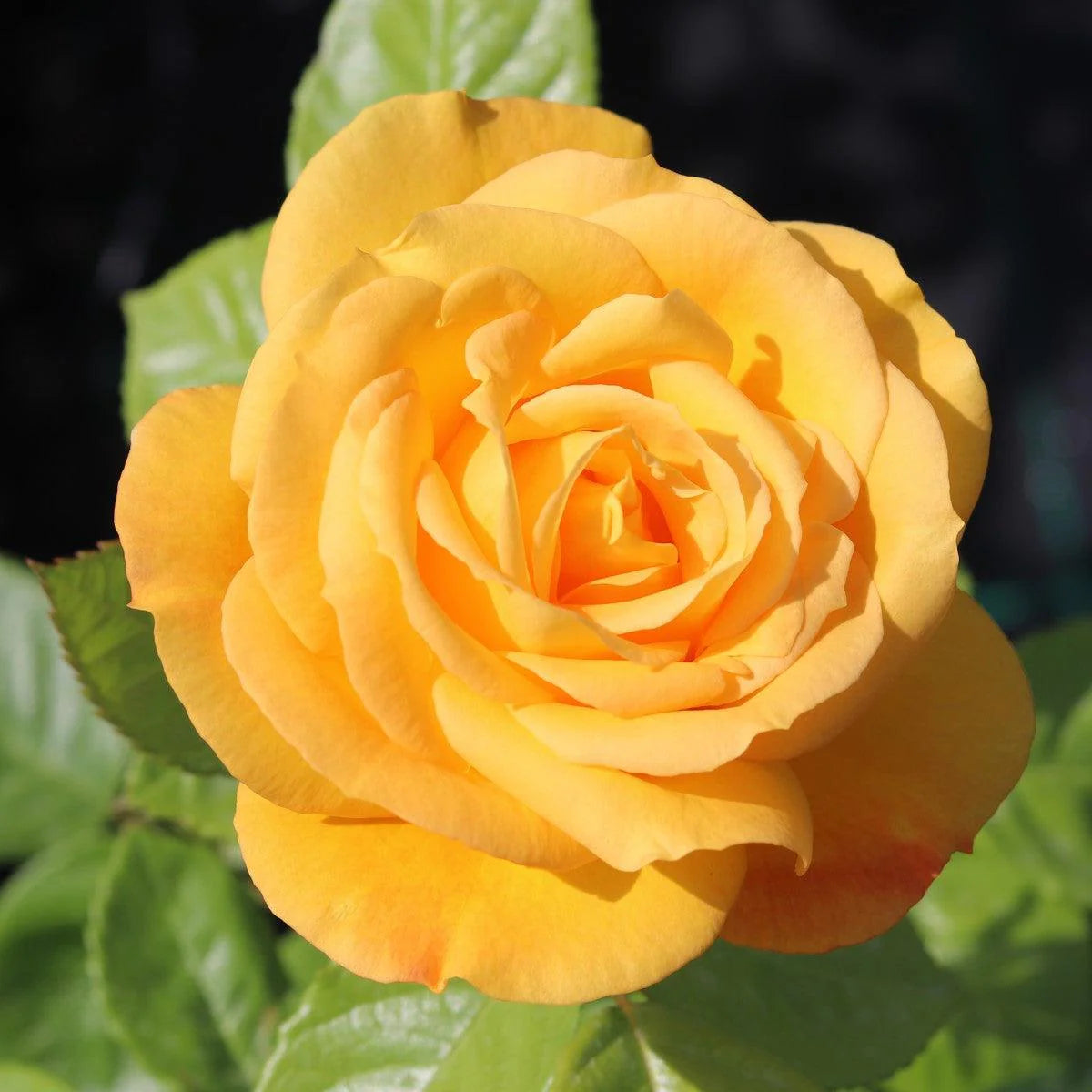 Thick Yellow Rose Flower seeds for Planting Low Maintenance Heirloom & GMO Free Seeds for Home Garden 
 
 Sale