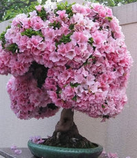 Baby Pink Simsii Bonsai Flower seeds for Planting Cottage Garden Essential Heirloom & GMO Free Seeds for Home Garden