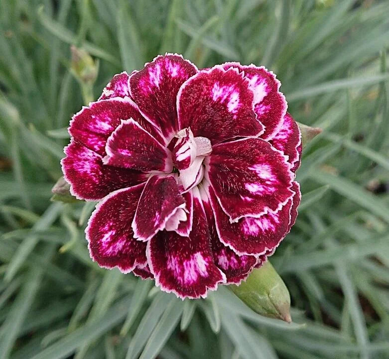 White Maroon Dianthus Flower seeds for Planting Premium Quality Heirloom & GMO Free Seeds for Home Garden 
 
 Sale