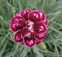 White Maroon Dianthus Flower seeds for Planting Premium Quality Heirloom & GMO Free Seeds for Home Garden 
 
 Sale