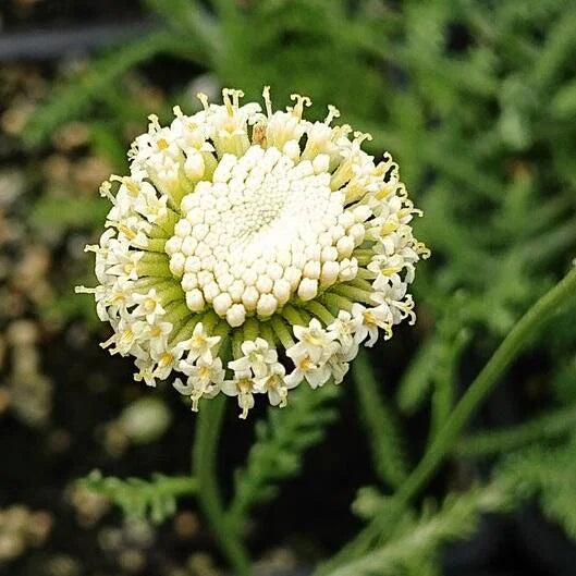 Santolina Etrusca Flower seeds for Planting Long Bloom Season Heirloom & GMO Free Seeds for Home Garden 
 
 Sale
