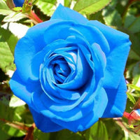 Dark Blue Rose Flower seeds for Planting Garden Favorite Heirloom & GMO Free Seeds for Home Garden
 
 Sale